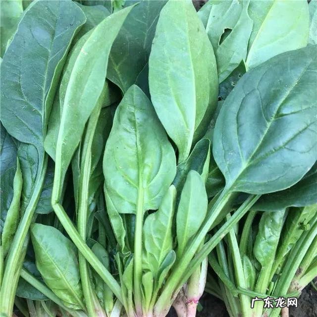 吃猪油好吗?以前听很多人说猪油比花生油有营养。这是真的吗?