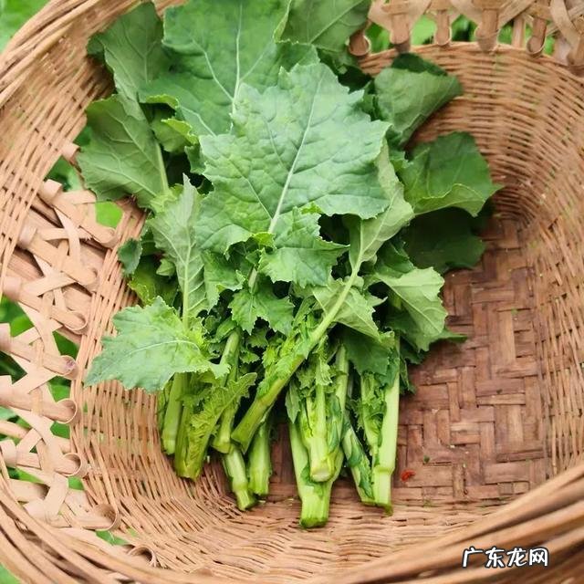 吃猪油好吗?以前听很多人说猪油比花生油有营养。这是真的吗?