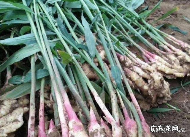 多地的xx官员通过直播为本地的农副特产品带货,大家怎么看?