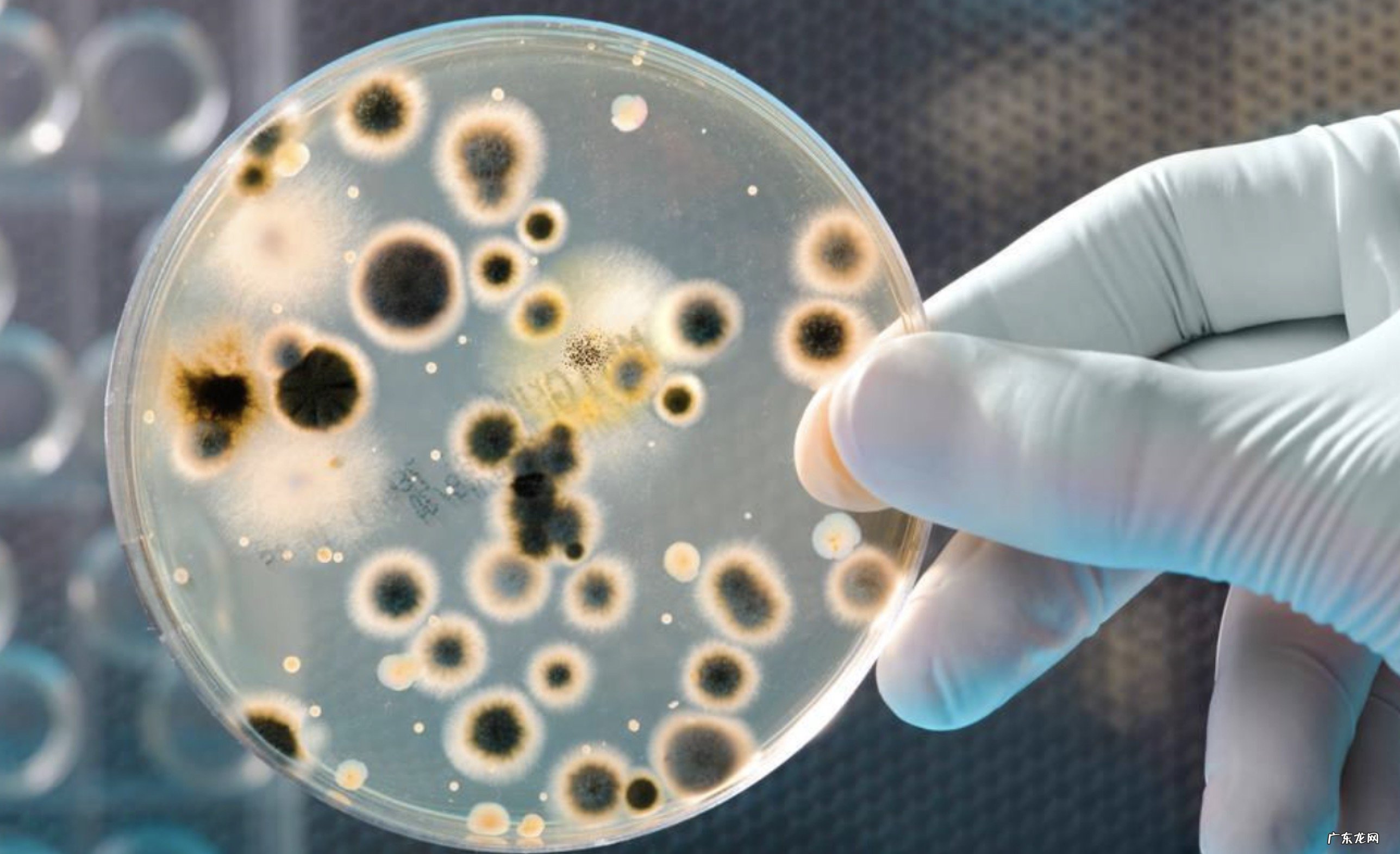 细菌有哪些合成代谢产物与致病性和医药有关的各是哪些