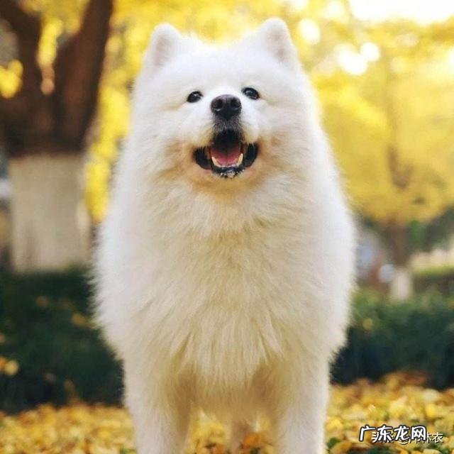 狗狗有哪些好习惯,会讨人喜欢?