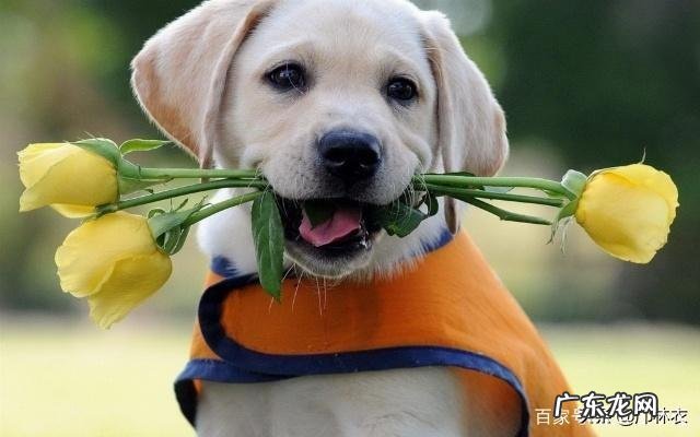 狗狗有哪些好习惯,会讨人喜欢?