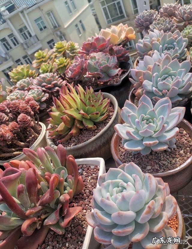多肉的种类和名字？ 多肉品种排行榜名称大全