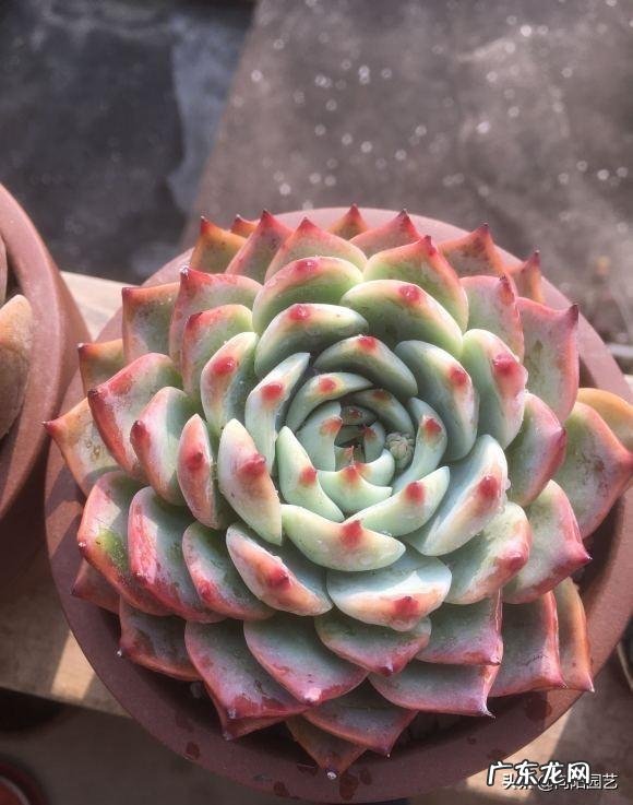 多肉的种类和名字? 多肉品种排行榜名称大全