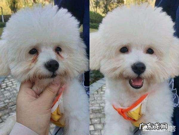 比熊犬八个月体重应该几斤正常 五个月的比熊狗、标准体重应该有多少?