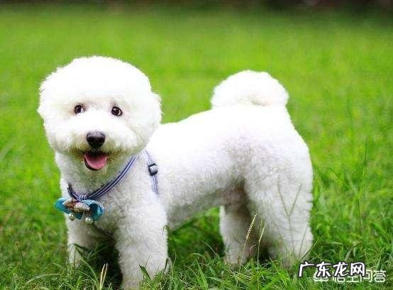 比熊犬八个月体重应该几斤正常 五个月的比熊狗、标准体重应该有多少?