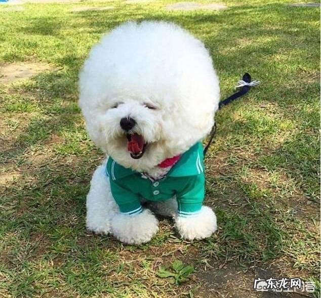 比熊犬八个月体重应该几斤正常 五个月的比熊狗、标准体重应该有多少?