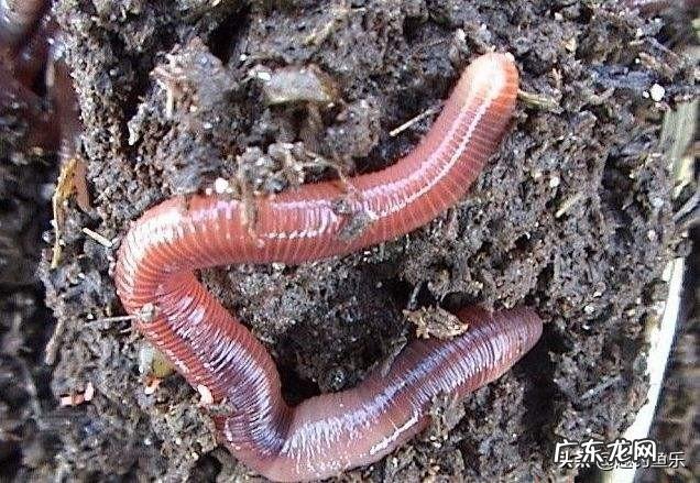 蚯蚓的日记蚯蚓的生活习性有哪些？