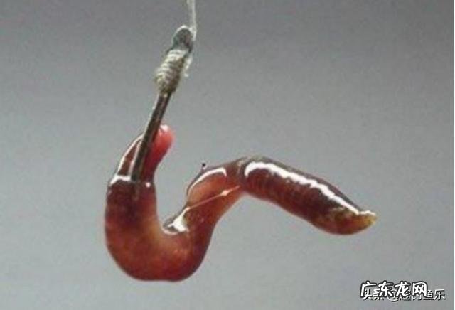 蚯蚓的日记蚯蚓的生活习性有哪些？