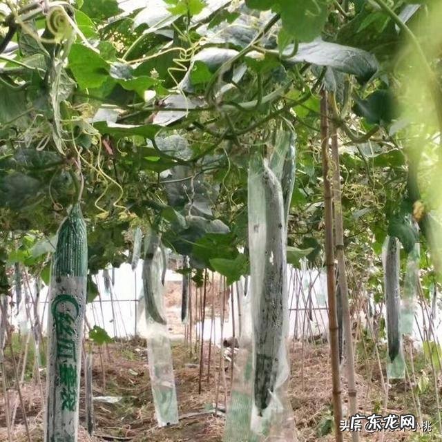 2020年农村人买黄瓜时,选直的还是弯的好呢?