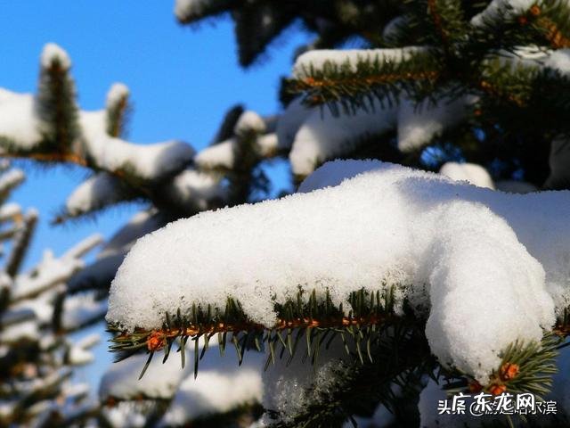 有些哈尔滨人为什么要冬泳