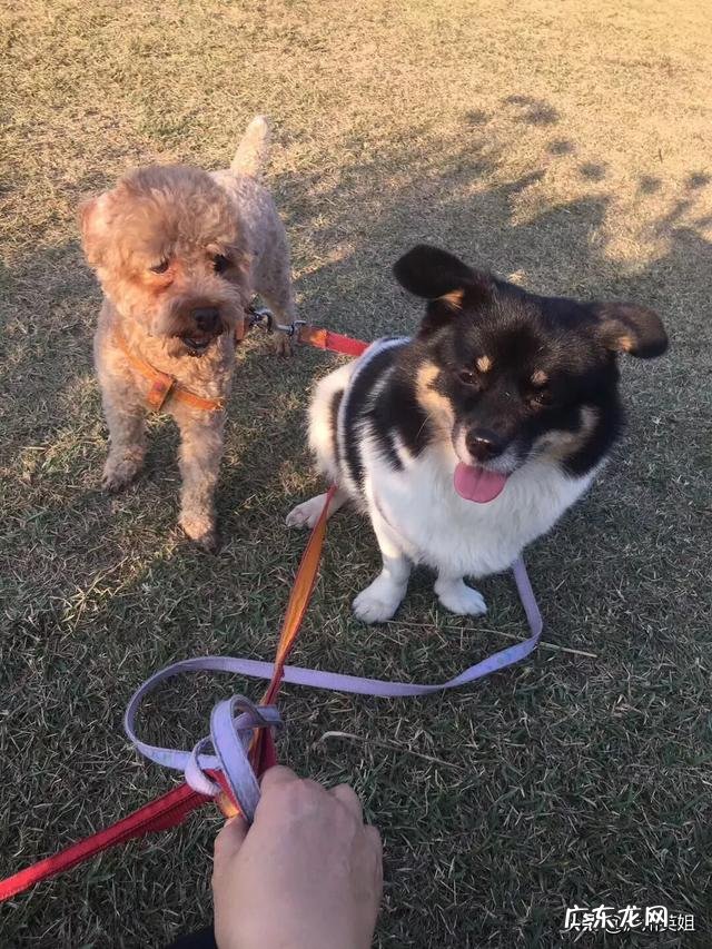 三年ji下册小黄狗的生活习性怎么写300个字？