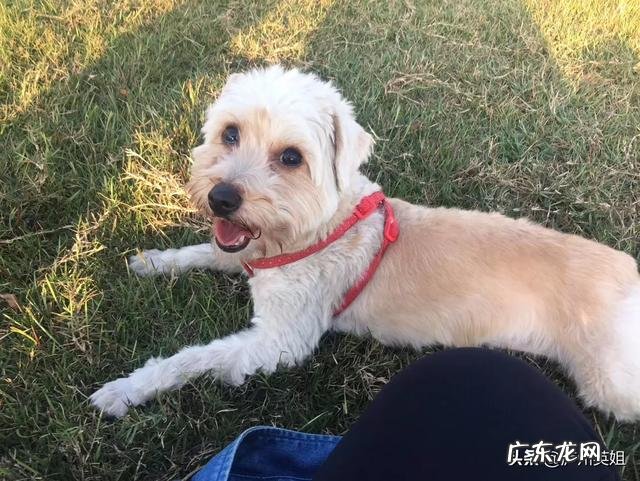 三年ji下册小黄狗的生活习性怎么写300个字?