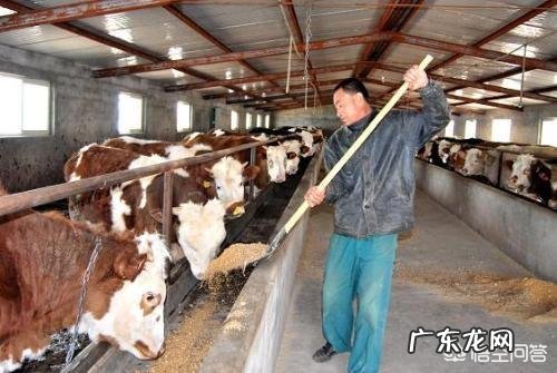 问一下牛胸围131厘米体长103厘米怎么算体重?
