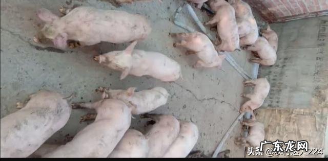 母猪拉屎太干,就像算盘株样子,不怎么吃食,咋办啊