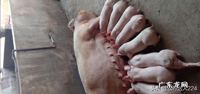 母猪拉屎太干,就像算盘株样子,不怎么吃食,咋办啊