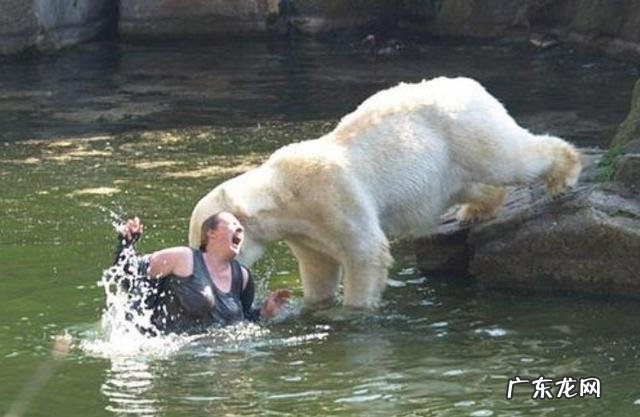 强壮的人类赤手空拳能打过北极熊吗