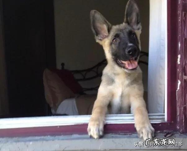 狗的活动范围及规律 小狗的活动范围和生活规律?