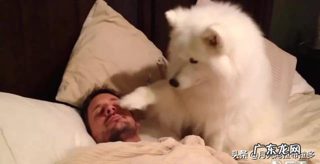 狗的活动范围及规律 小狗的活动范围和生活规律?