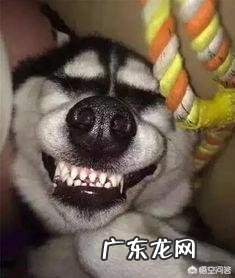 狗的活动范围及规律 小狗的活动范围和生活规律?