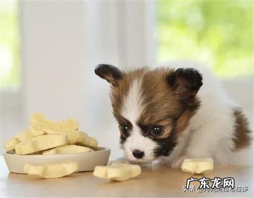 狗的活动范围及规律 小狗的活动范围和生活规律?