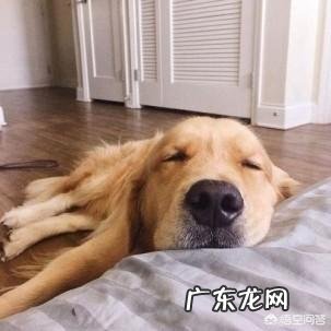 狗的活动范围及规律 小狗的活动范围和生活规律?