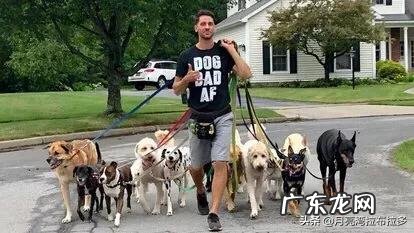 狗的活动范围及规律 小狗的活动范围和生活规律?