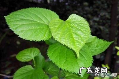 桑叶、决明子、枸杞、苦荞能管什么用?