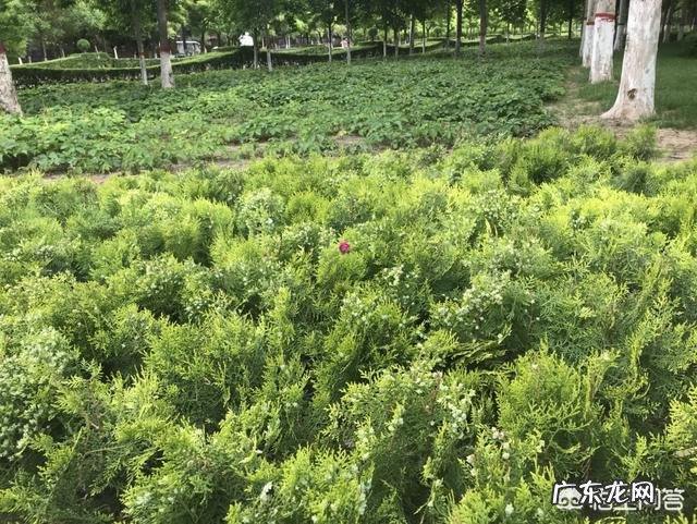 早上起床跑步喝功能性饮料行吗？