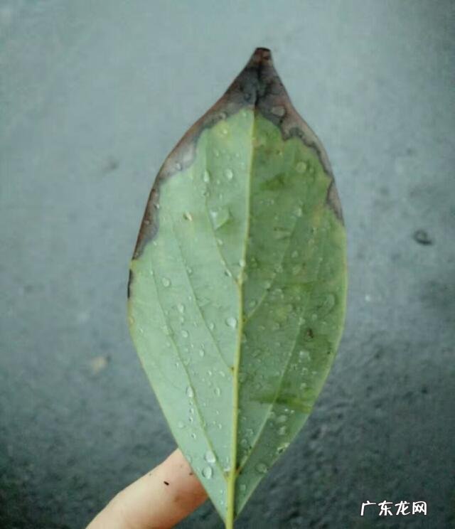 朗诵唐诗对口语表达有帮助吗