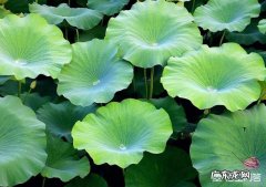 前一天晚上吃了复方丹参片抽血查生化和甲功会影响吗？