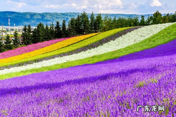 日本歌手排行榜前十名 日本美城市排行榜前十名