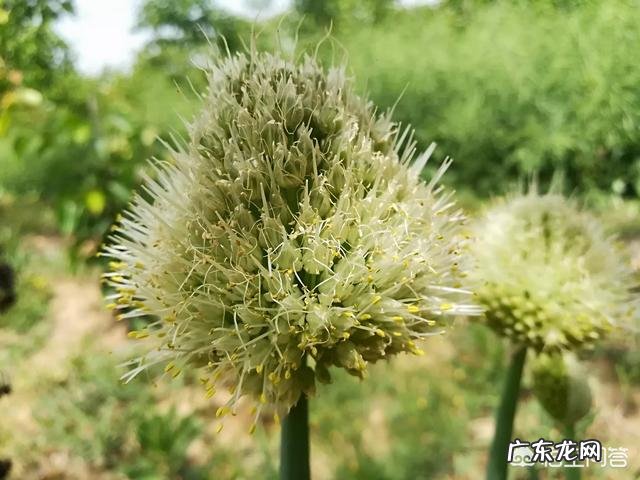 你们觉得在农村吃的健康还是在城市里吃的健康