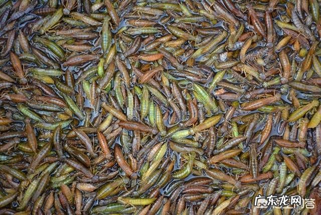 你们觉得在农村吃的健康还是在城市里吃的健康