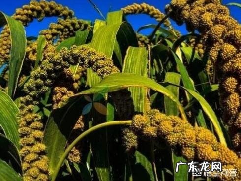 你们觉得在农村吃的健康还是在城市里吃的健康