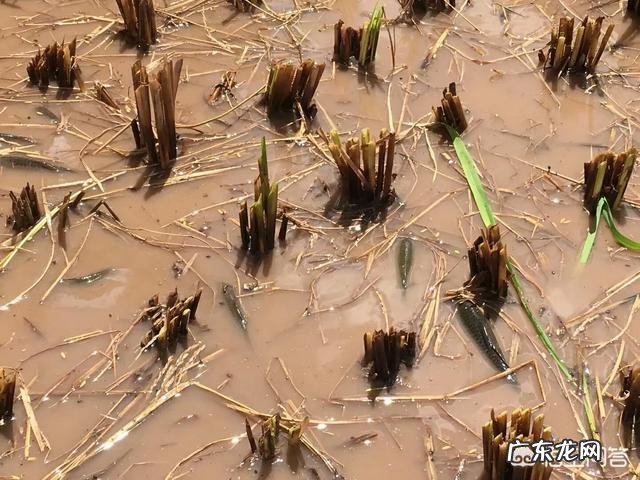 你们觉得在农村吃的健康还是在城市里吃的健康