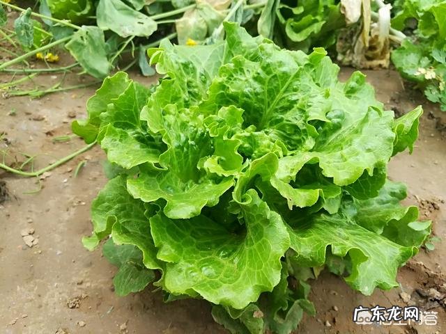 你们觉得在农村吃的健康还是在城市里吃的健康