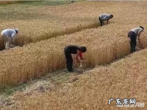 你们觉得在农村吃的健康还是在城市里吃的健康