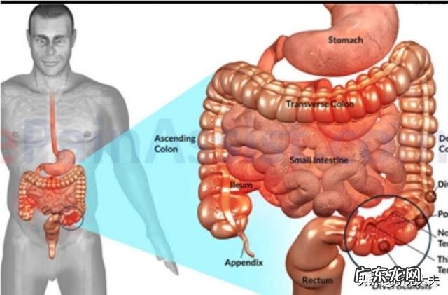 有多少人能做到每天都排便呢
