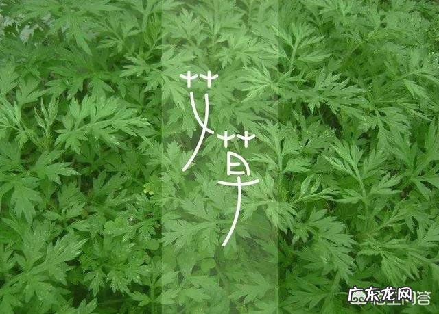 都说夏季是艾灸的最好时节,是真的吗?
