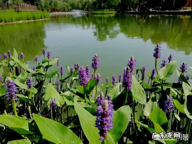 读书是默读还是朗读便于记忆