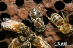 请问各位老师，怎样区别蜜蜂是受到大蜂螨还是小蜂螨的危害谢谢