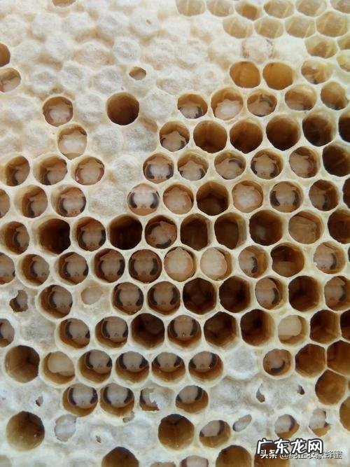 请问各位老师,怎样区别蜜蜂是受到大蜂螨还是小蜂螨的危害谢谢