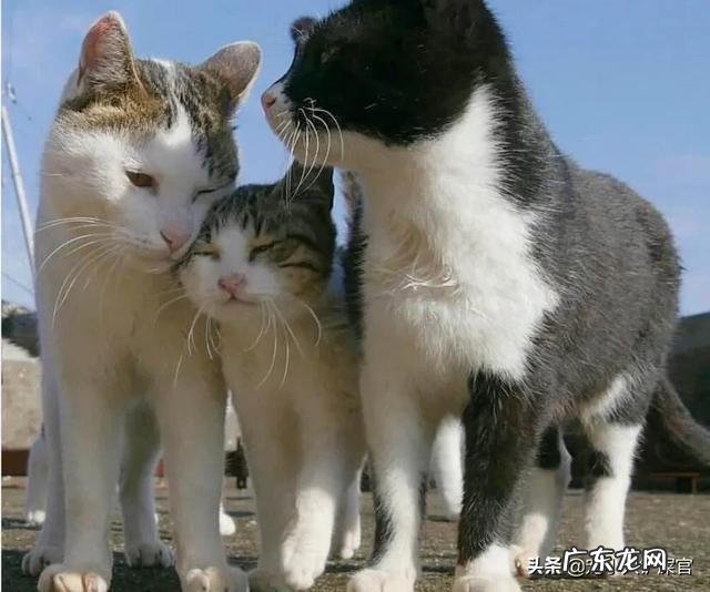 猫咪耳朵上擦了促进食欲的药有效时间是多久?使用时要注意什么?