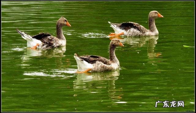 鸭子白天成堆睡正常吗该怎么做