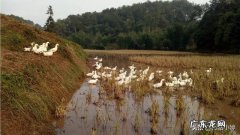鸭子白天成堆睡正常吗该怎么做