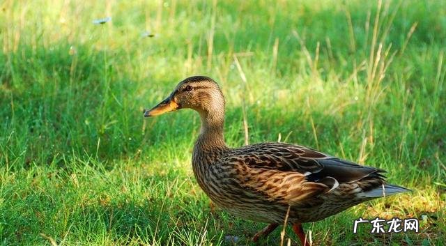 鸭子白天成堆睡正常吗该怎么做