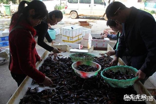 晚上起的小龙虾次日怎么卖才不会死