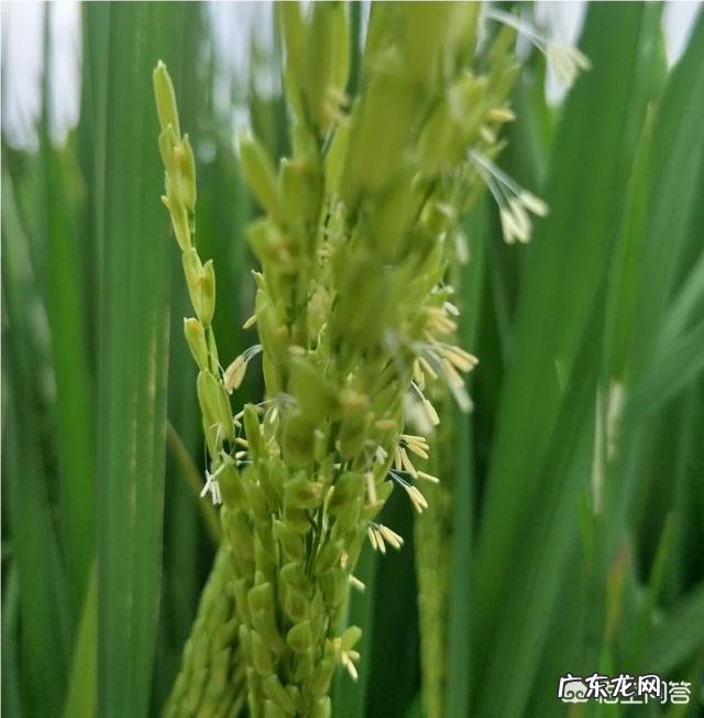 水稻,用井水,什么时候灌溉好?