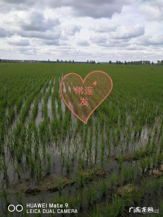 水稻,用井水,什么时候灌溉好?